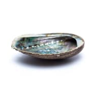 Grüne Abalone Smudge Muschel Haliotis 12-16 cm