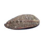 Grüne Abalone Smudge Muschel Haliotis 12-16 cm