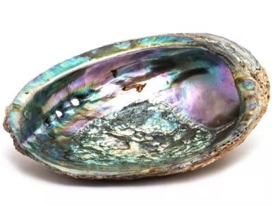 Abalone große traditionelle perlenlose Muschel 17-19 cm