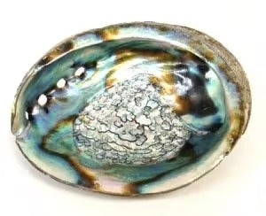 Abalone große traditionelle perlenlose Muschel 17-19 cm