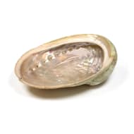 Abalone Smudge Muschel Haliotis diversicolor XL 250g - 350g