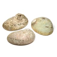 Abalone Smudge Muschel Haliotis diversicolor XL 250g - 350g